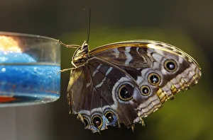 Blue Morpho butterfly clings to dish at American Museum of Natural History in New York Blue Morpho butterfly clings to dish at American Museum of Natural History in New York