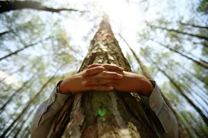 A boy hugs a tree trunk as he prepares to take part in an attempt to create a Guinness A boy hugs a tree trunk as he prepares to take part in an attempt to create a Guinness