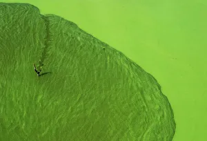 A branch emerges from the green sediment that has been building up around the edges of the A branch emerges from the green sediment that has been building up around the edges of the