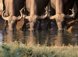 Buffalos drink water at sunset from a pond in Kenyas Tsavo West National Park Buffalos drink water at sunset from a pond in Kenyas Tsavo West National Park