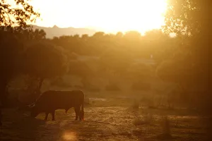 A bull grazes during sunset at Reservatauro Ronda cattle ranch in Ronda A bull grazes during sunset at Reservatauro Ronda cattle ranch in Ronda