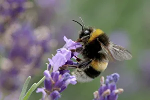 A bumblebee collects nectar from lavender blossoms in Vienna A bumblebee collects nectar from lavender blossoms in Vienna