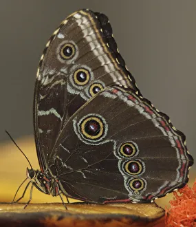 A butterfly feeds on fruit in a hatchery in Cali A butterfly feeds on fruit in a hatchery in Cali