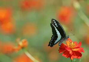 A butterfly feeds from an Orange Cosmos in full bloom at Hamarikyu Garden in Tokyo A butterfly feeds from an Orange Cosmos in full bloom at Hamarikyu Garden in Tokyo