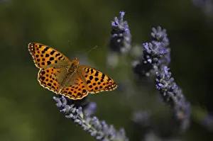 A butterfly is seen on a lavender flower near Madrid A butterfly is seen on a lavender flower near Madrid