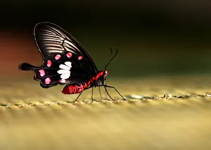 Butterfly sits at Cilember butterfly breeding on outskirts of Jakarta Butterfly sits at Cilember butterfly breeding on outskirts of Jakarta