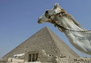 A camel passes in front of the Pyramids at Giza in Egypt A camel passes in front of the Pyramids at Giza in Egypt