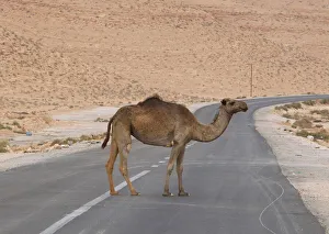 A camel is seen on a road near the north of the besieged city of Bani Walid A camel is seen on a road near the north of the besieged city of Bani Walid