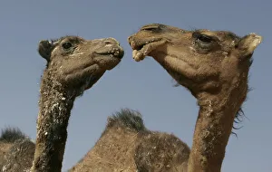 Camels are seen at Sahrawi Dakhlas refugee camp Camels are seen at Sahrawi Dakhlas refugee camp