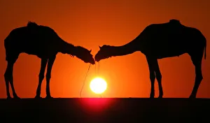 Camels are silhouetted against the setting sun in Rajasthan Camels are silhouetted against the setting sun in Rajasthan