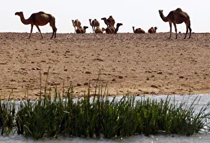 Camels walk past a pond in a desert near Misrata Camels walk past a pond in a desert near Misrata