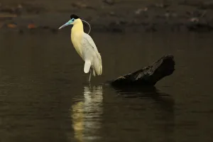 A capped heron is seen at the Maranon river in Perus Pacaya Samiria National Reserve A capped heron is seen at the Maranon river in Perus Pacaya Samiria National Reserve
