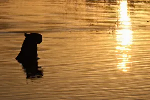 A capybara stands in a lagoon at sunset at the Hato La Aurora A capybara stands in a lagoon at sunset at the Hato La Aurora