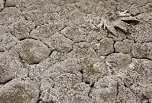 Carcass of a flamingo lies on the dried-up area of Lake Nakuru in Kenyas Rift Valley Carcass of a flamingo lies on the dried-up area of Lake Nakuru in Kenyas Rift Valley