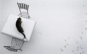 A cat looks up from a snow-covered table in a garden in Hanau A cat looks up from a snow-covered table in a garden in Hanau