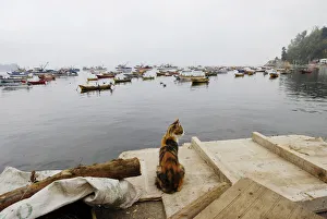 A cat is pictured near unused fishing boats at Caleta Infiernillo , a small fishing A cat is pictured near unused fishing boats at Caleta Infiernillo , a small fishing