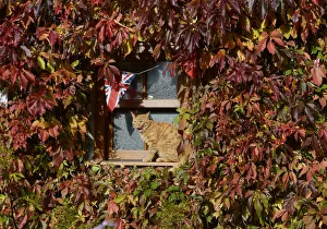A cat is seen on the window sill of a vine-covered cottage near Helperby A cat is seen on the window sill of a vine-covered cottage near Helperby