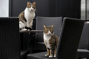 Two cats are seen at the terrace of a coffee shop in Belgrade Two cats are seen at the terrace of a coffee shop in Belgrade