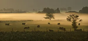 Cattle graze in the morning mist on a farm outside of Chilliwack Cattle graze in the morning mist on a farm outside of Chilliwack