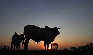 Cattle are silhouetted at feedlot at Santa Maria da Amazonia farm in Sorriso, Brazil Cattle are silhouetted at feedlot at Santa Maria da Amazonia farm in Sorriso, Brazil