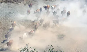Cattle walk through a dust storm as they graze near the Olkaria geothermal power plant in Cattle walk through a dust storm as they graze near the Olkaria geothermal power plant in