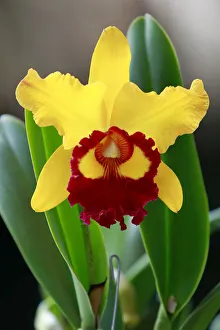 A Cattleya orchid is seen during the Cali Orchids 2010 exhibit in Cali A Cattleya orchid is seen during the Cali Orchids 2010 exhibit in Cali