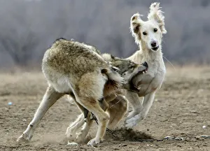 A chained wolf bites Kyrgyz wolfhound during hunters festival Salburun near the town of A chained wolf bites Kyrgyz wolfhound during hunters festival Salburun near the town of