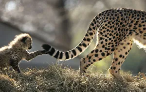 A Cheetah cub plays with its mothers tail during their first showing at Washington Zoo A Cheetah cub plays with its mothers tail during their first showing at Washington Zoo
