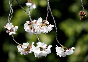 Cherry blossoms in almost full bloom are seen in Tokyo Cherry blossoms in almost full bloom are seen in Tokyo