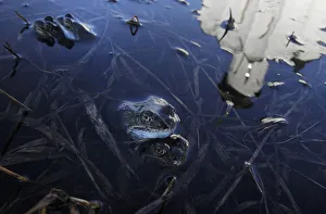 The Church of Pokrov on Nerli is reflected in a pool of floodwater as frogs mate in the The Church of Pokrov on Nerli is reflected in a pool of floodwater as frogs mate in the