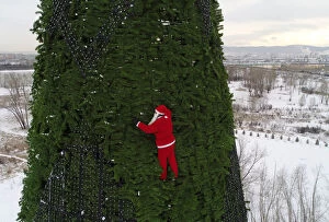 Russia Collection: A climber dressed as Santa Claus decorates a Christmas tree in Krasnoyarsk