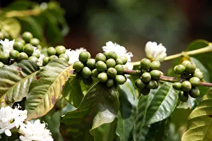 Coffee berries are seen in an plantation in Kirinyaga near Nyeri Coffee berries are seen in an plantation in Kirinyaga near Nyeri