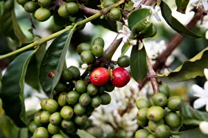 Coffee berries are seen in an plantation in the town of Kirinyaga near Nyeri Coffee berries are seen in an plantation in the town of Kirinyaga near Nyeri