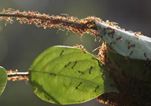 A colony of weaver ants build their nest from leaves in Kuala Lumpur A colony of weaver ants build their nest from leaves in Kuala Lumpur