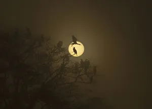 Cormorants perched on a tree are silhouetted as the sun rises at Taudaha wetlands in Cormorants perched on a tree are silhouetted as the sun rises at Taudaha wetlands in