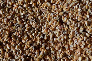 Corn imported from Brazil is stored at a warehouse in Tuxpan Corn imported from Brazil is stored at a warehouse in Tuxpan