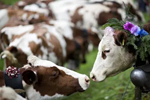 Two cows are pictured traditionally decorated for the so-called Desalpe in Charmey Two cows are pictured traditionally decorated for the so-called Desalpe in Charmey
