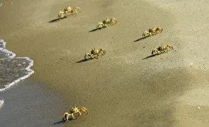Crabs advance towards the sea at a beach in Port city of Sidon, southern Lebanon Crabs advance towards the sea at a beach in Port city of Sidon, southern Lebanon