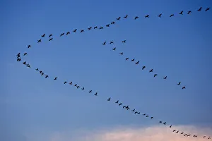 Cranes fly over Hungarys great plain at Hortobagy national park Cranes fly over Hungarys great plain at Hortobagy national park