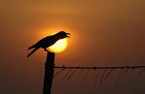 A crow is silhouetted against the rising sun in Chennai A crow is silhouetted against the rising sun in Chennai