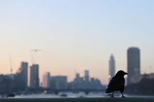 A crow sits on Westminster Bridge at dawn, in London A crow sits on Westminster Bridge at dawn, in London