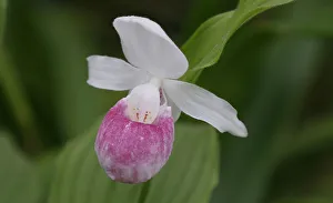 The Cypripedium Reginae lady slipper orchid is seen displayed at the Chelsea Flower The Cypripedium Reginae lady slipper orchid is seen displayed at the Chelsea Flower