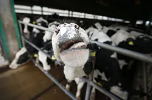 Dairy cows are seen at a farm in Dobanovci near Belgrade Dairy cows are seen at a farm in Dobanovci near Belgrade