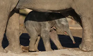The three day old baby male Asian Elephant stands beneath its mothers legs in their The three day old baby male Asian Elephant stands beneath its mothers legs in their