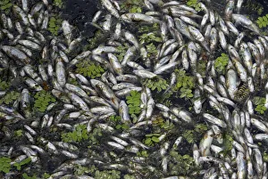 Dead fish float on the waters of Nageen Lake in Srinagar Dead fish float on the waters of Nageen Lake in Srinagar