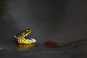 A decapitated head of a snake is seen at a snake farm in Zisiqiao village A decapitated head of a snake is seen at a snake farm in Zisiqiao village