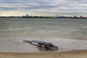 A deceased beached whale lies on a beach with the skyline of New York rising behind it in A deceased beached whale lies on a beach with the skyline of New York rising behind it in