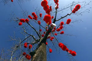 Decorative red lanterns are hung on a leafless tree ahead of Chinese Lunar New Year Decorative red lanterns are hung on a leafless tree ahead of Chinese Lunar New Year