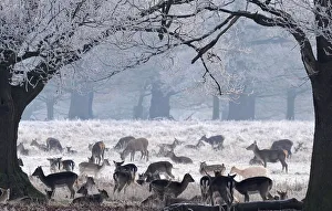 Deer graze on a frosty morning in Richmond Park in London Deer graze on a frosty morning in Richmond Park in London