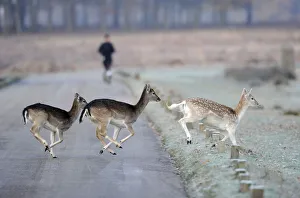 Deer run across the road as a man jogs through Richmond Park in south west London Deer run across the road as a man jogs through Richmond Park in south west London